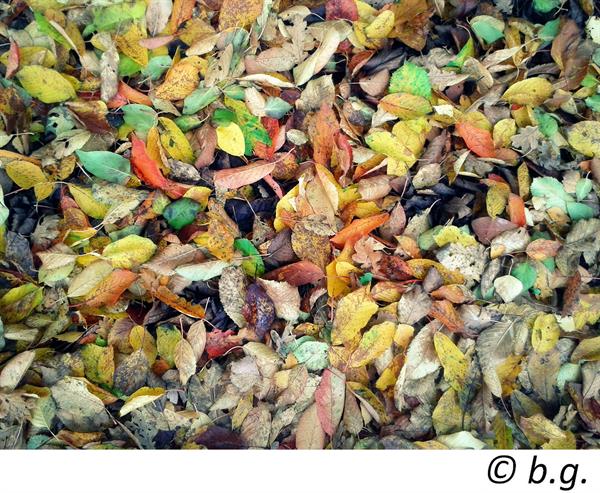herbst_sichtschutz_wuppertal