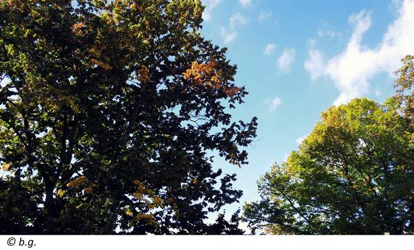 herbst_wald_kellerschacht_regenschutz